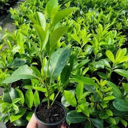 Lovor Višnja (Prunus laurocerasus)